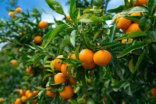 Ashok Vatika: A Scalable, Chemical-Free Farming Model for Nutrient-Dense Vegetables