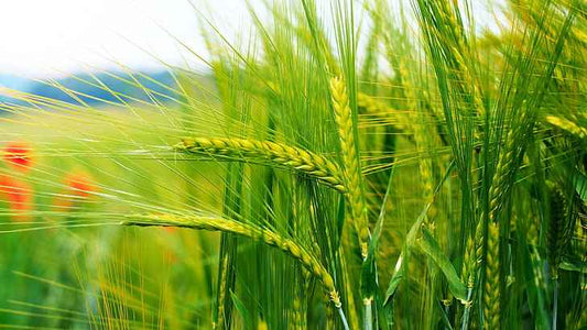 बंसी गेहूं: एक पारंपरिक अनाज - पोषण मूल्य, लाभ और विशेषताएं - SOUL SOCIETY FOR ORGANIC FARMING