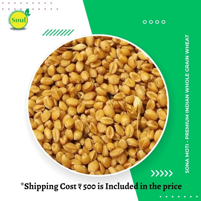 Sona Moti Wheat by Pankaj Manda - SOUL SOCIETY FOR ORGANIC FARMING