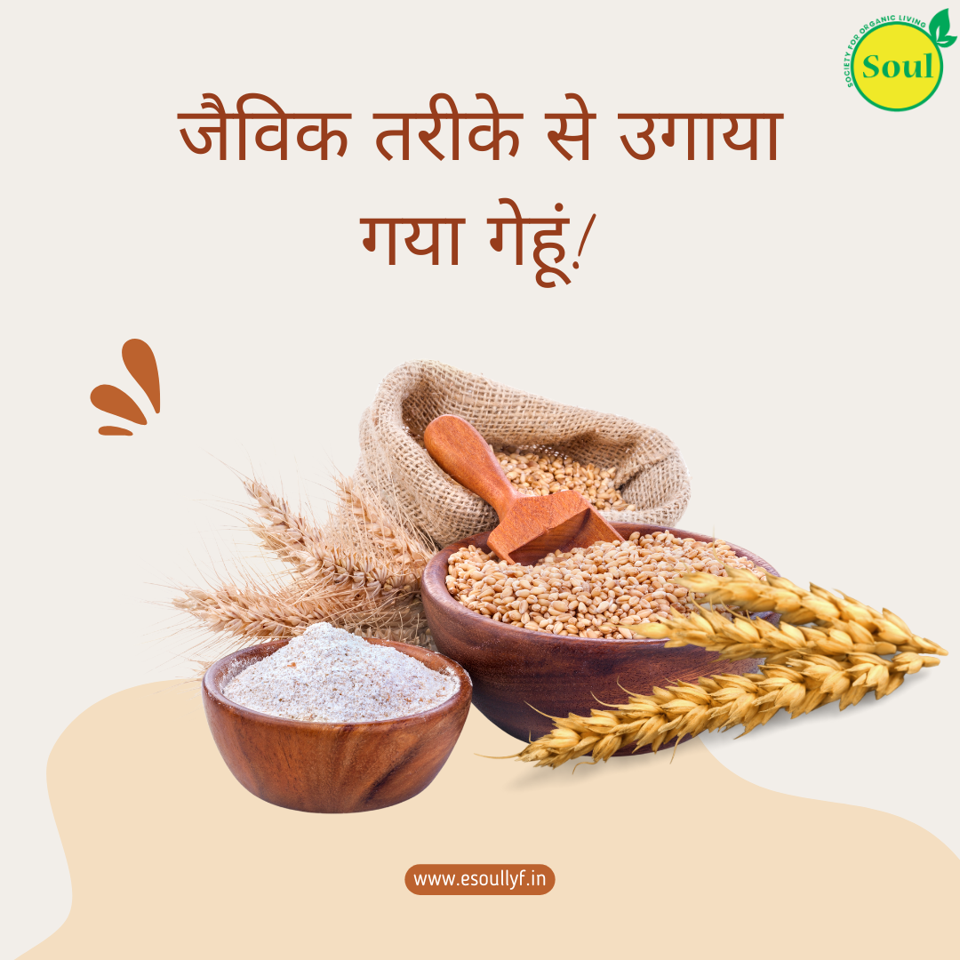 Organically Grown Wheat | Sharbati - SOUL SOCIETY FOR ORGANIC FARMING