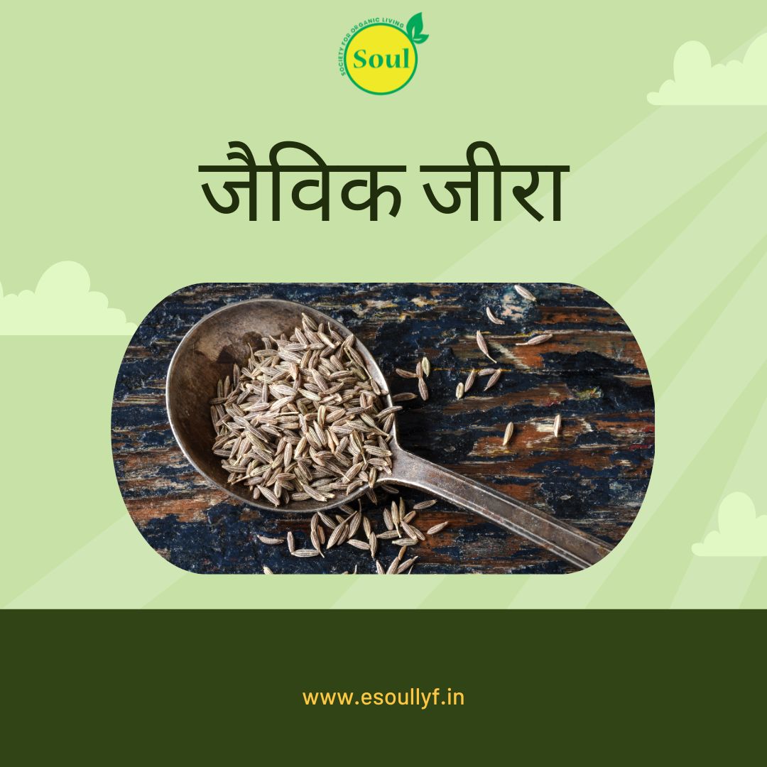 Cumin Seeds (Jeera) by Anand Kumar Suthar - SOUL SOCIETY FOR ORGANIC FARMING