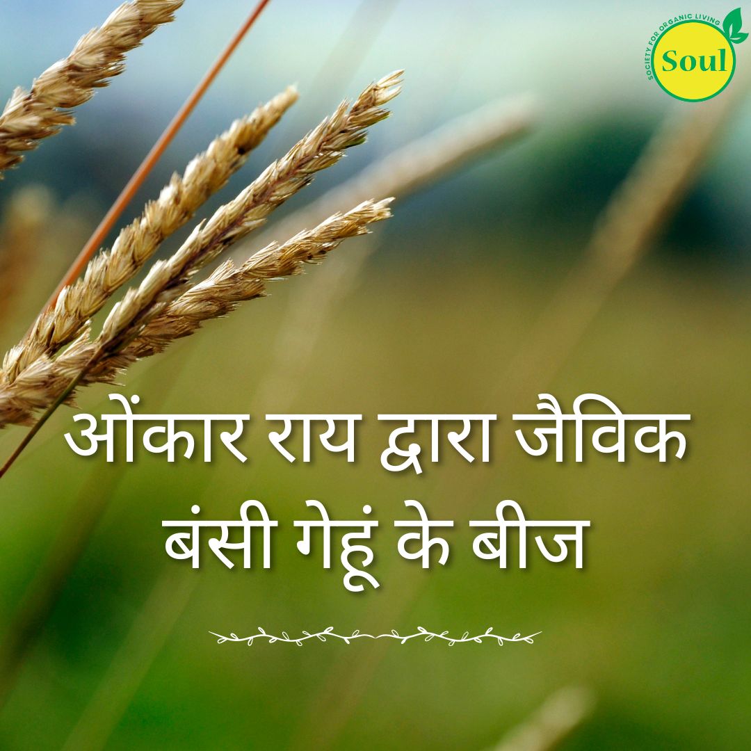 Organic Bansi Wheat Seeds by Omkar Rai