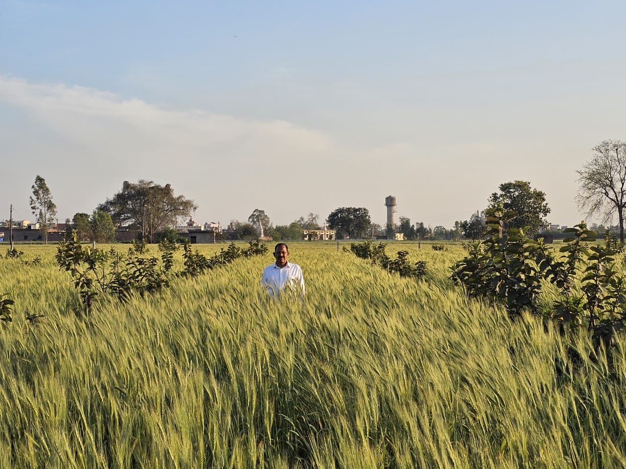 Dhan Rice 1509 by Meghpal Rana - SOUL SOCIETY FOR ORGANIC FARMING