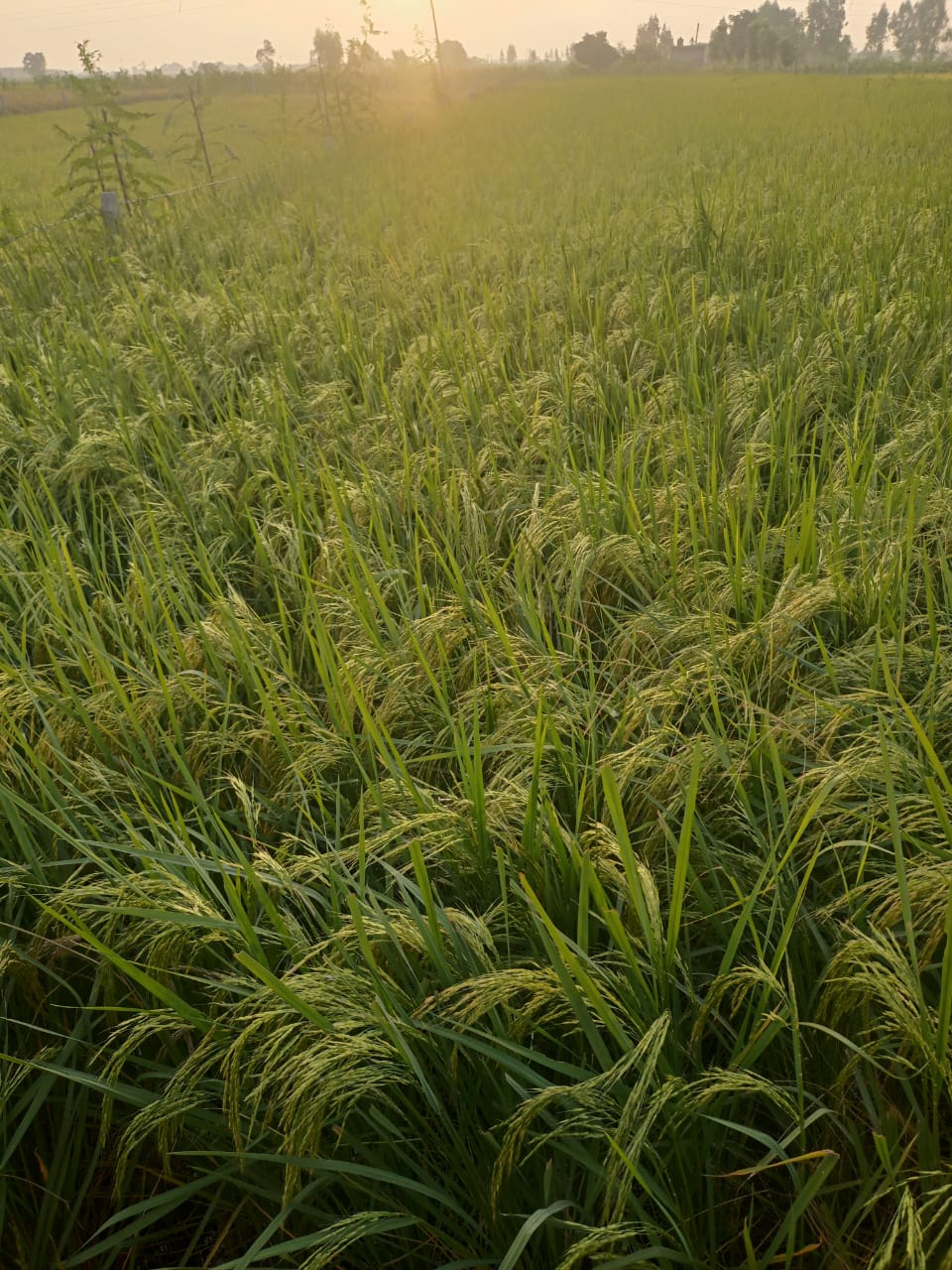 Dhan Rice 1509 by Meghpal Rana - SOUL SOCIETY FOR ORGANIC FARMING