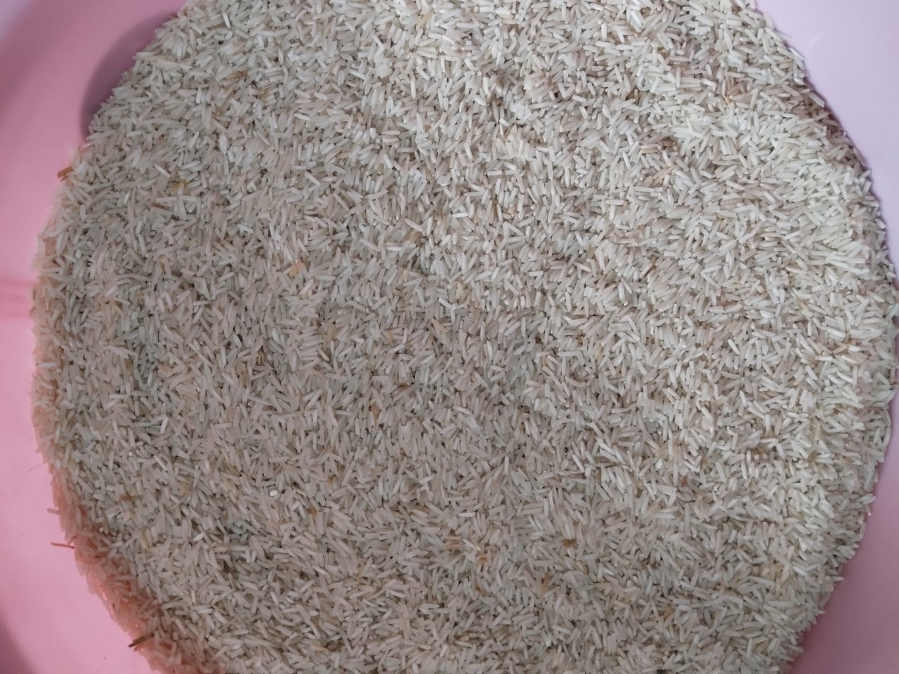 Dhan Rice 1509 by Meghpal Rana - SOUL SOCIETY FOR ORGANIC FARMING