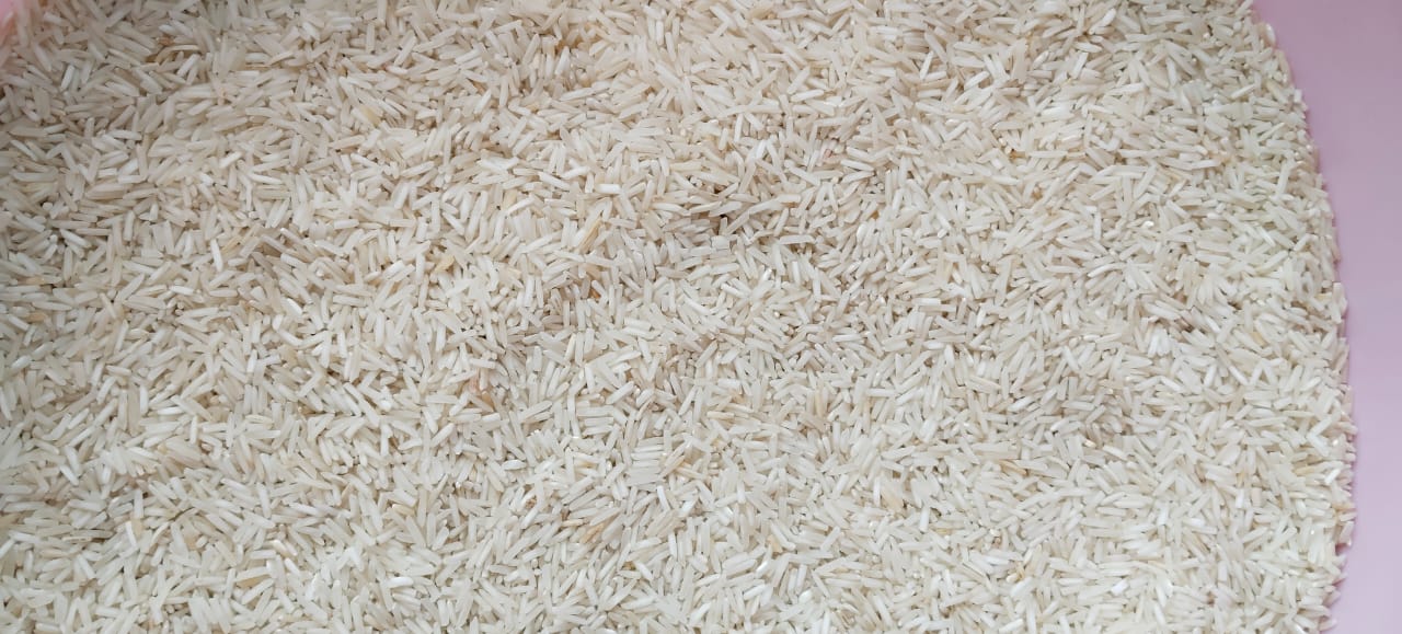 Dhan Rice 1509 by Meghpal Rana - SOUL SOCIETY FOR ORGANIC FARMING