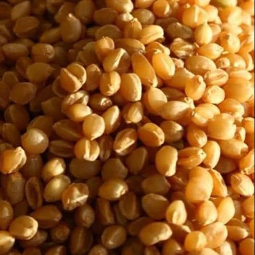 Sona Moti Wheat by Pankaj Manda - SOUL SOCIETY FOR ORGANIC FARMING
