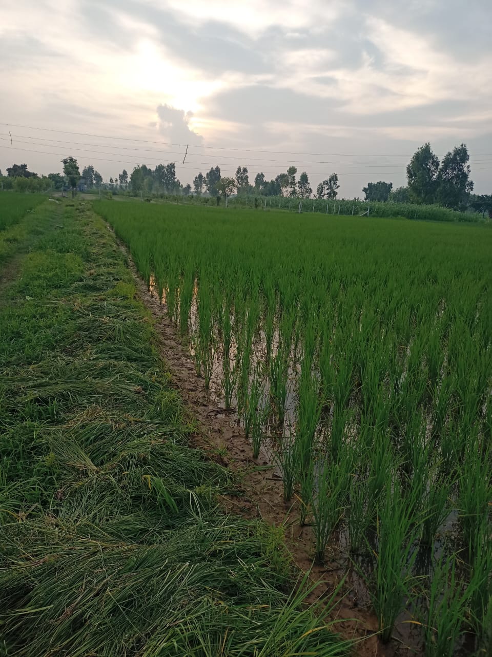 Dhan Rice 1509 by Meghpal Rana - SOUL SOCIETY FOR ORGANIC FARMING