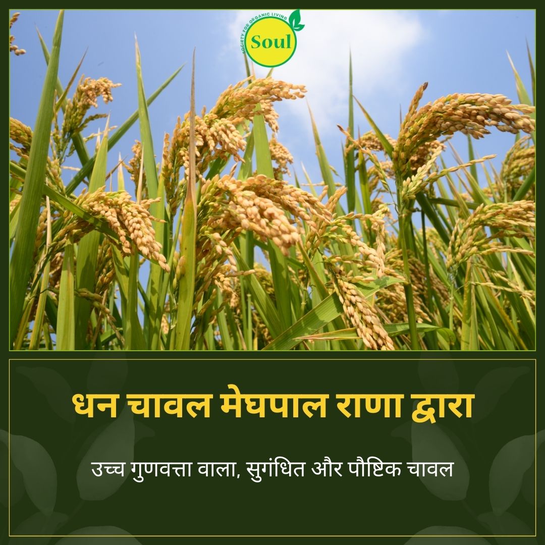 Dhan Rice 1509 by Meghpal Rana - SOUL SOCIETY FOR ORGANIC FARMING