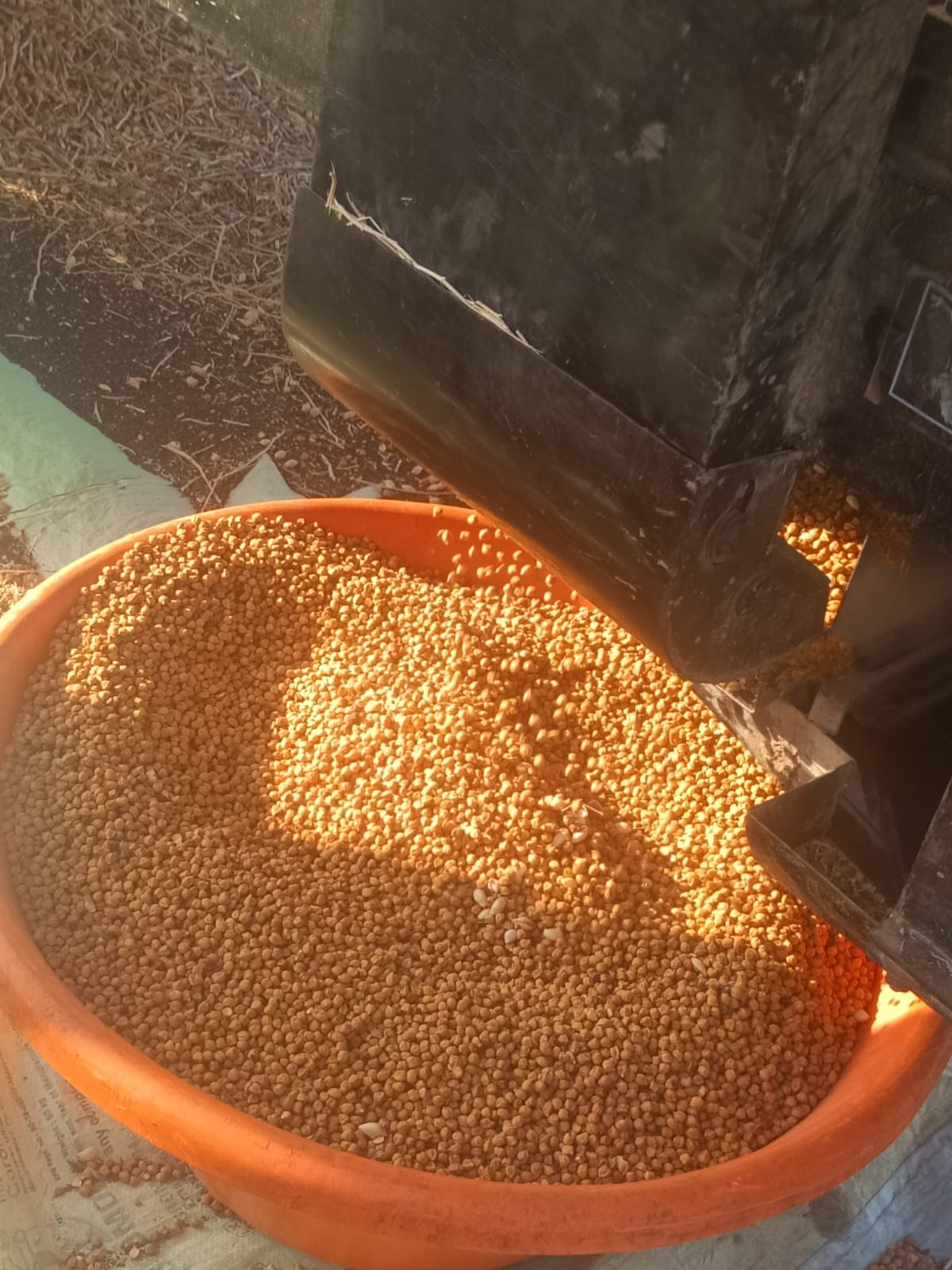 Organic Chole | Chickpea - Desi Daftari 21 by Gajanan Kashiram
