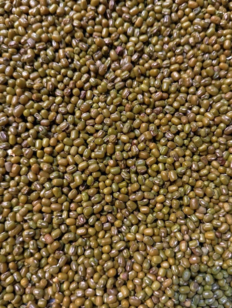 Green Moong by Harcharan Singh