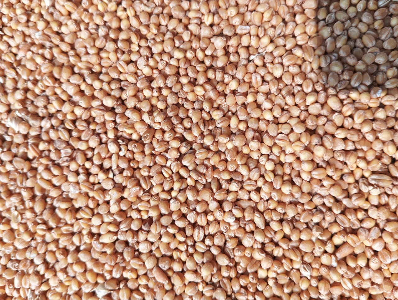 Sonamoti Wheat by Harcharan Singh