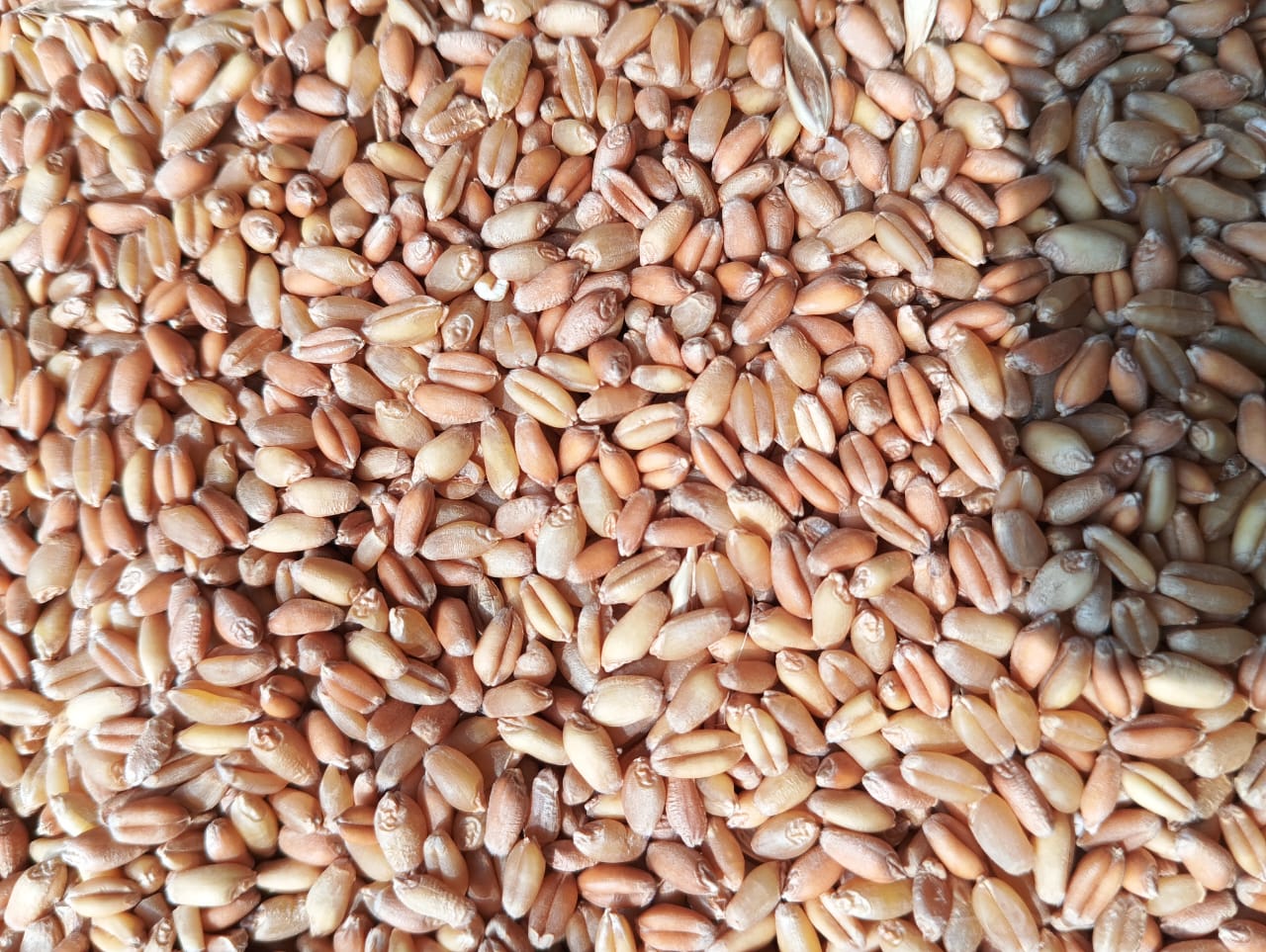 Sarbati Wheat by Harcharan Singh