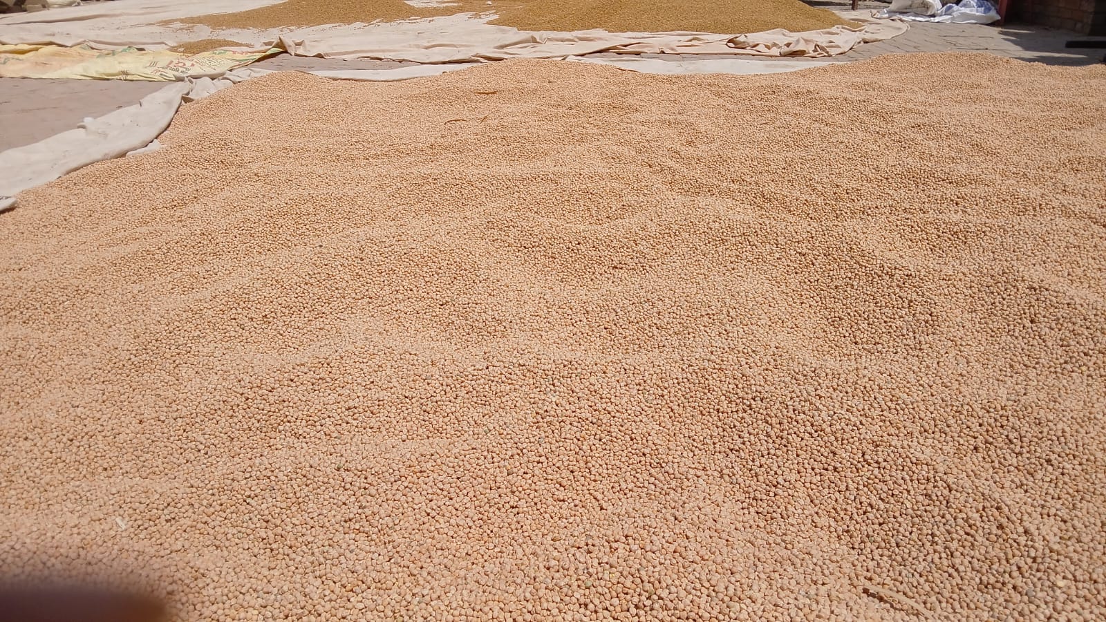 Authentic Desi Kabuli White Chana by Amar Sandhu - SOUL SOCIETY FOR ORGANIC FARMING