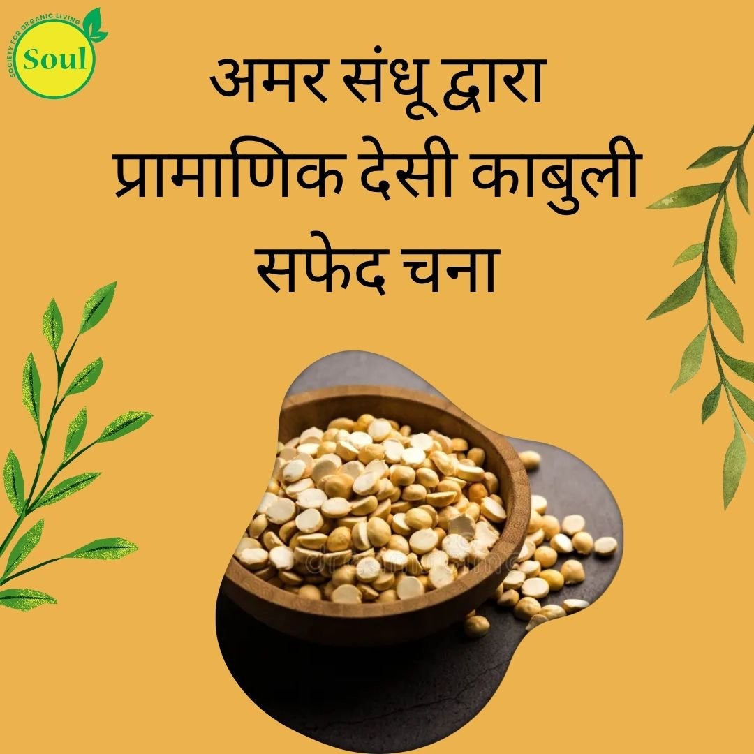 Authentic Desi Kabuli White Chana by Amar Sandhu - SOUL SOCIETY FOR ORGANIC FARMING