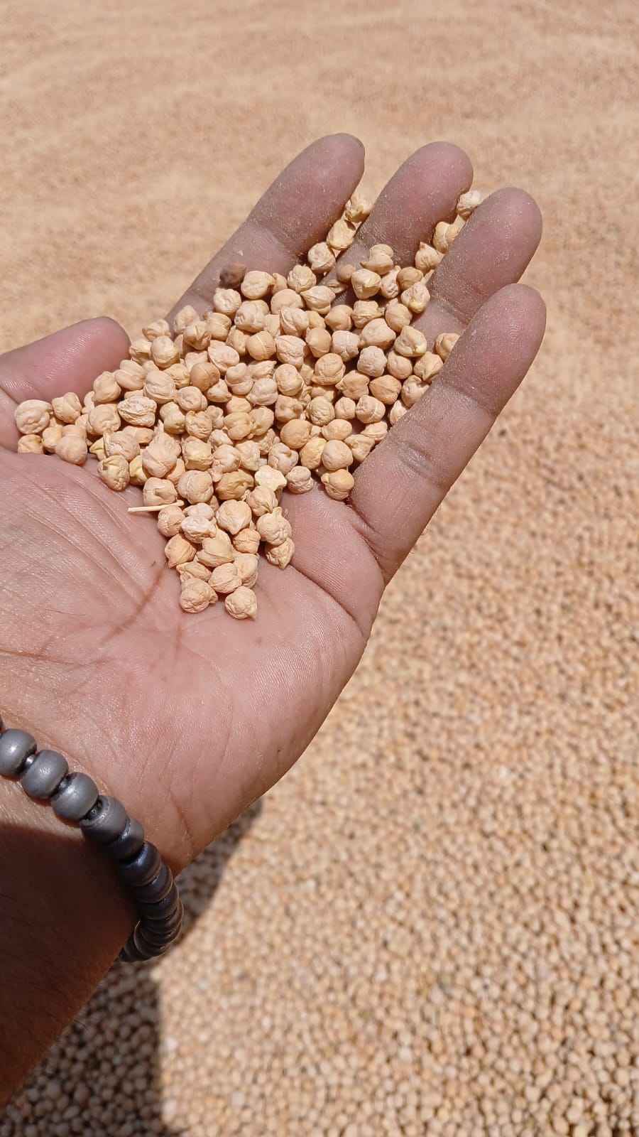 Authentic Desi Kabuli White Chana by Amar Sandhu - SOUL SOCIETY FOR ORGANIC FARMING