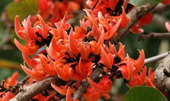 Dry Palash (Tesu) Flower - SOUL SOCIETY FOR ORGANIC FARMING