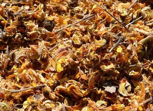 Dry Palash (Tesu) Flower - SOUL SOCIETY FOR ORGANIC FARMING