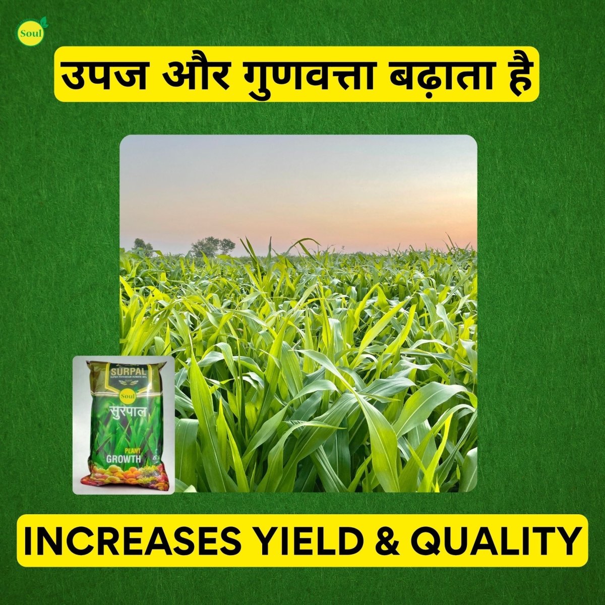 Humic Harvest | SURPAL | 98% Humic Acid - SOUL SOCIETY FOR ORGANIC FARMING