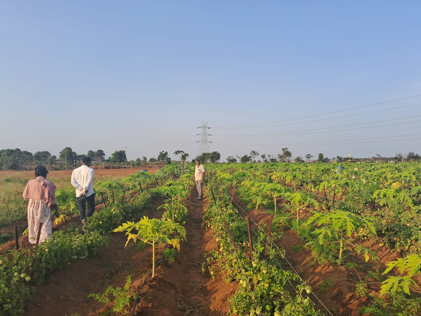 One Day Organic Farming Training in Hyderabad - SOUL SOCIETY FOR ORGANIC FARMING