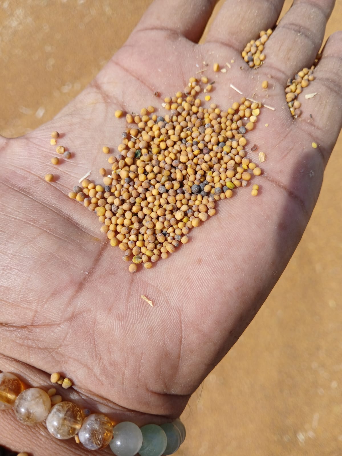 Organic Yellow Mustard Oilseeds by Amar Sandhu - SOUL SOCIETY FOR ORGANIC FARMING