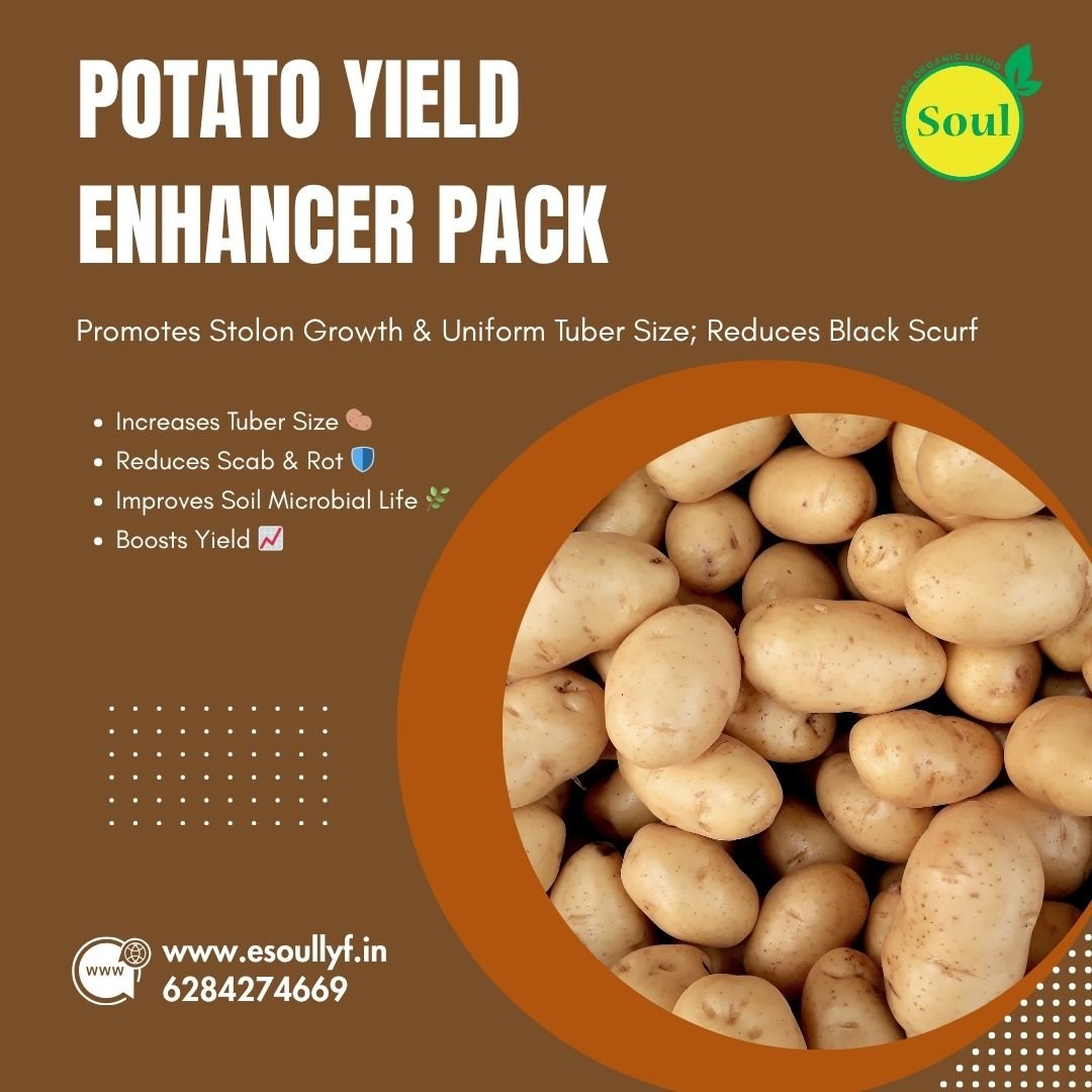 Potato Yield Enhancer Pack - SOUL SOCIETY FOR ORGANIC FARMING