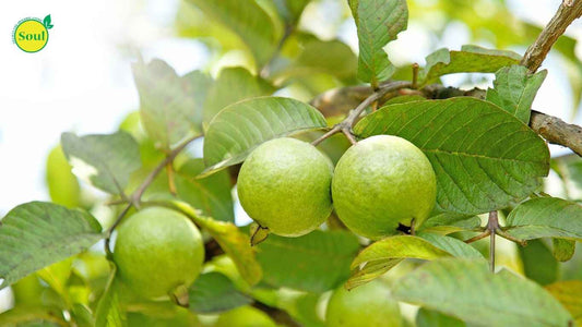 🌿 Complete Guide to Guava Cultivation: Best Practices for Organic Farming - SOUL SOCIETY FOR ORGANIC FARMING