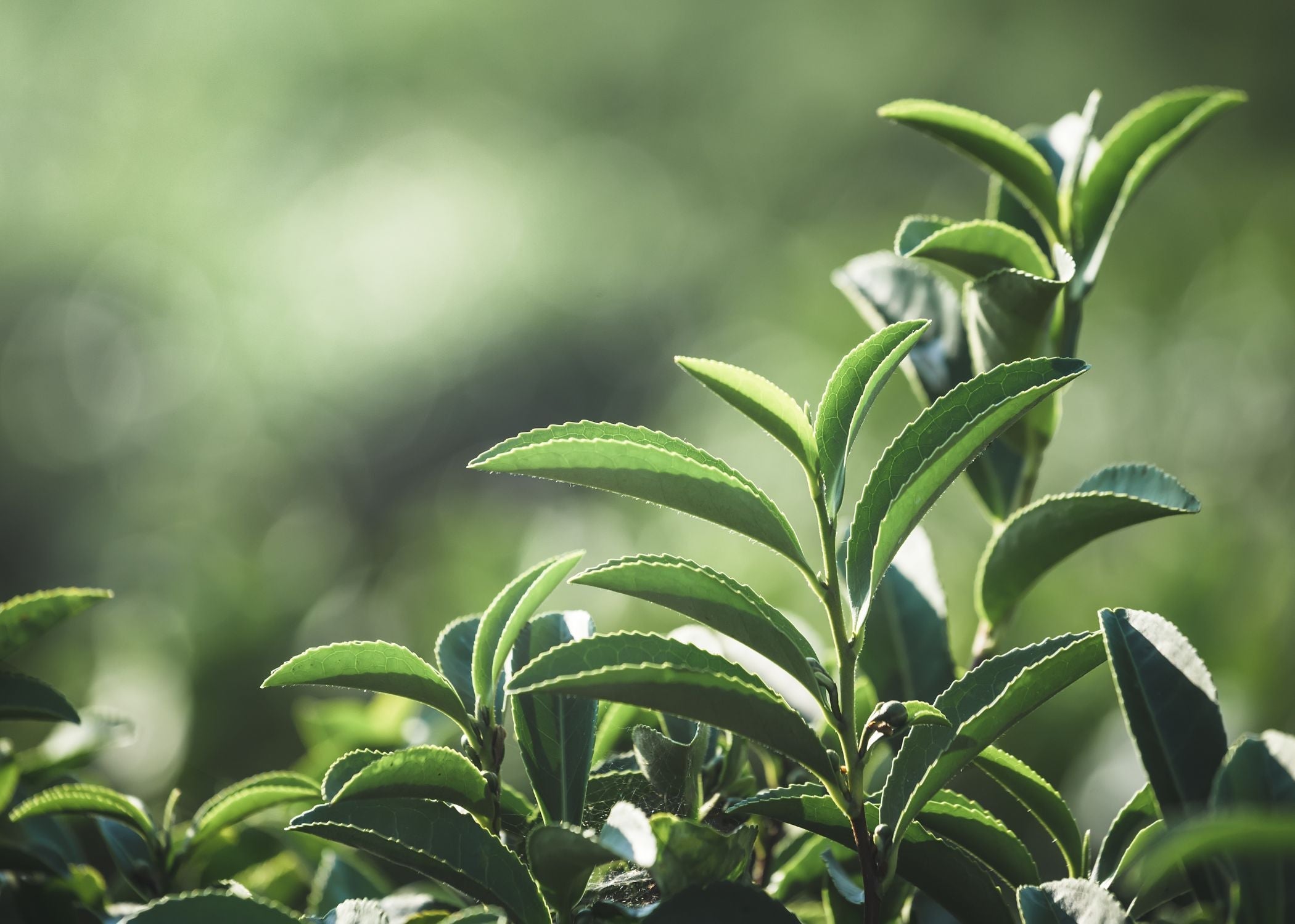 crop-growth-bio-stimulants-2300988.jpg?v=1758882584