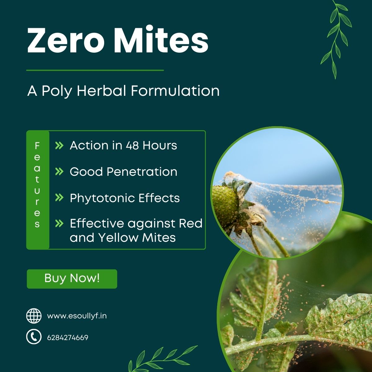 Zero Mite