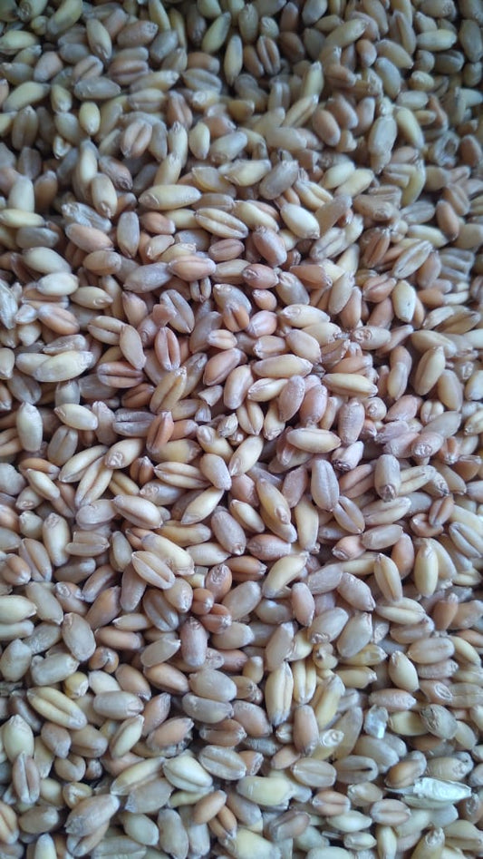 Bansi Wheat by Harcharan Singh