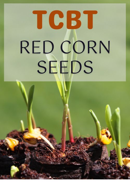 TCBT Red Corn Seed