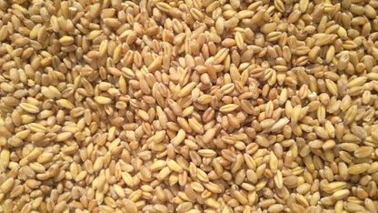 Bansi Wheat by Harcharan Singh