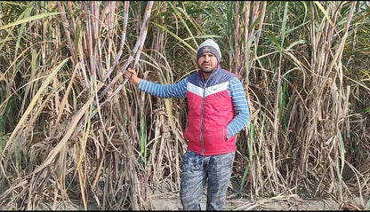 जैविक खाण्ड | मनदीप बूरा द्वारा रॉक शुगर