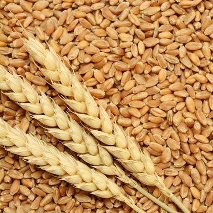 Bansi Wheat by Pankaj Manda - SOUL SOCIETY FOR ORGANIC FARMING