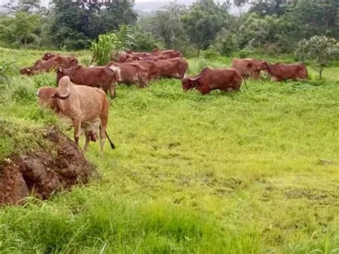 Cow Kanda | Agnihotra | Panchmahabhoot Purn Desi Forest grazing | Cow Dung Cake | Uple | Kande - SOUL SOCIETY FOR ORGANIC FARMING