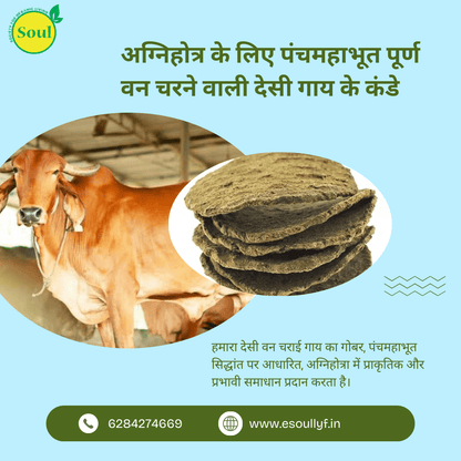 Cow Kanda | Agnihotra | Panchmahabhoot Purn Desi Forest grazing | Cow Dung Cake | Uple | Kande - SOUL SOCIETY FOR ORGANIC FARMING