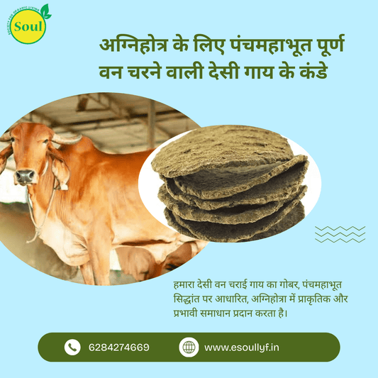 Cow Kanda | Agnihotra | Panchmahabhoot Purn Desi Forest grazing | Cow Dung Cake | Uple | Kande - SOUL SOCIETY FOR ORGANIC FARMING