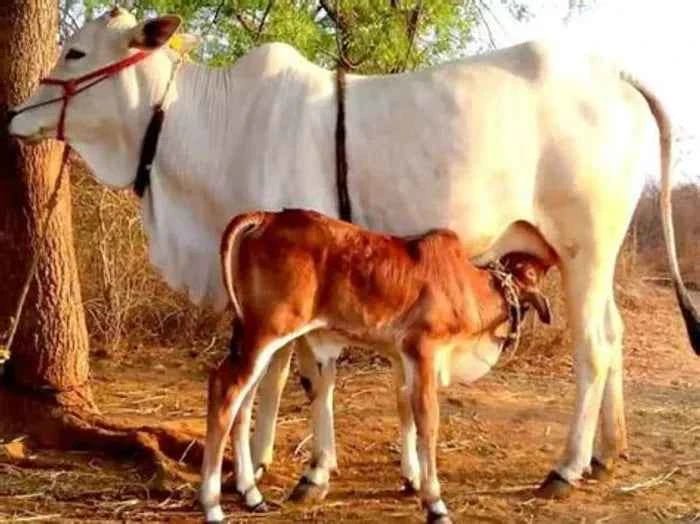 Cow Kanda | Agnihotra | Panchmahabhoot Purn Desi Forest grazing | Cow Dung Cake | Uple | Kande - SOUL SOCIETY FOR ORGANIC FARMING