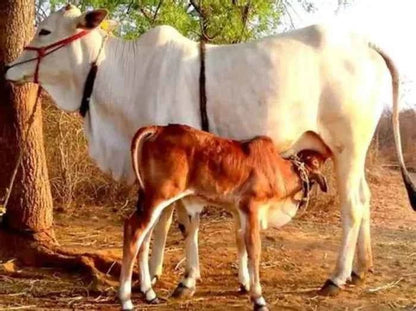 Cow Kanda | Agnihotra | Panchmahabhoot Purn Desi Forest grazing | Cow Dung Cake | Uple | Kande - SOUL SOCIETY FOR ORGANIC FARMING