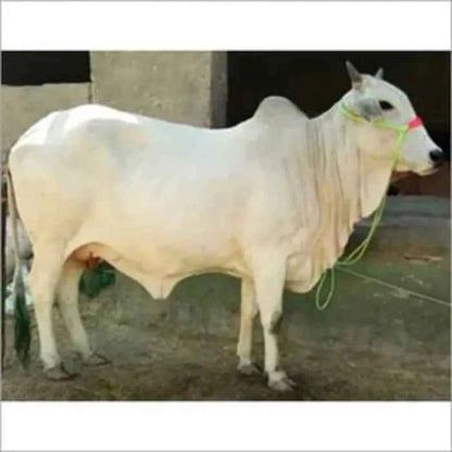Cow Kanda | Agnihotra | Panchmahabhoot Purn Desi Forest grazing | Cow Dung Cake | Uple | Kande - SOUL SOCIETY FOR ORGANIC FARMING