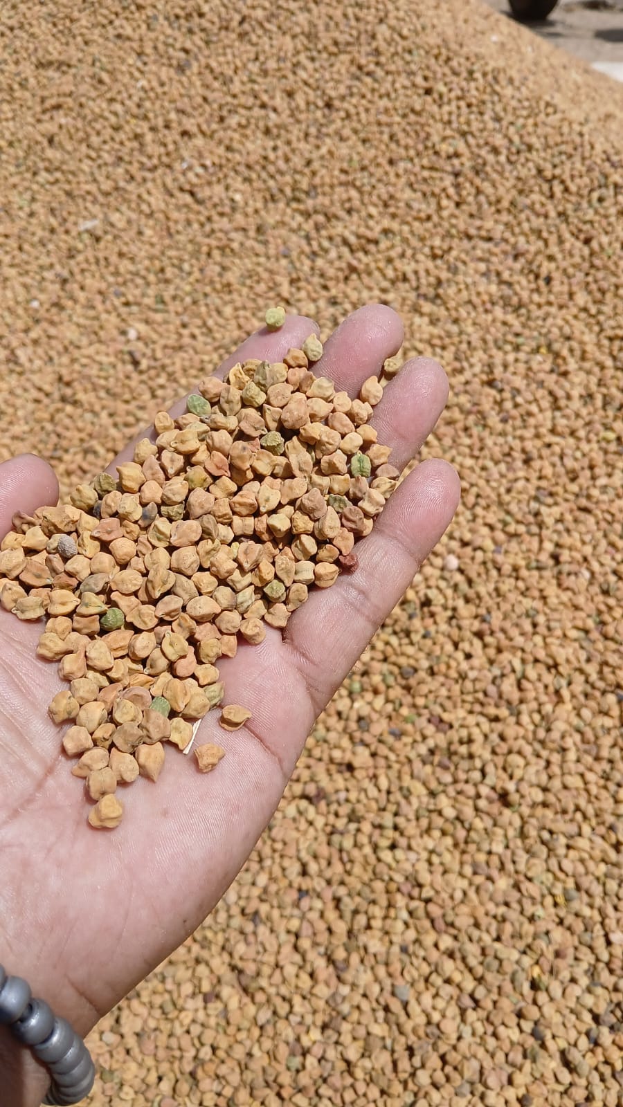 Desi Brown Chana by Amar Sandhu - SOUL SOCIETY FOR ORGANIC FARMING