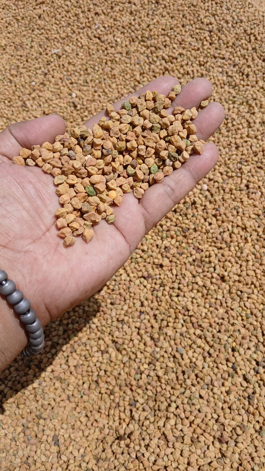 Desi Brown Chana by Amar Sandhu - SOUL SOCIETY FOR ORGANIC FARMING
