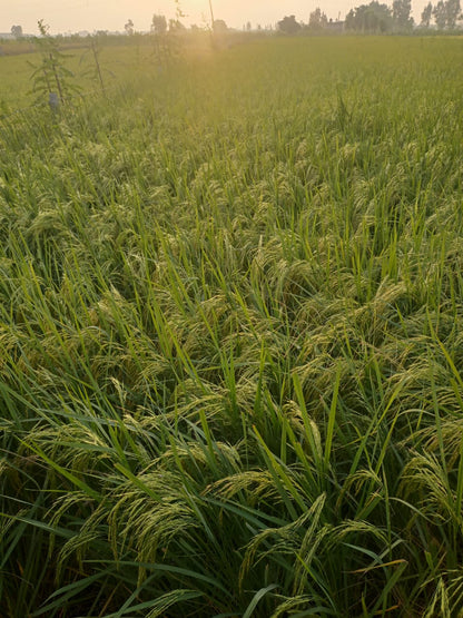 Dhan Rice 1509 by Meghpal Rana - SOUL SOCIETY FOR ORGANIC FARMING
