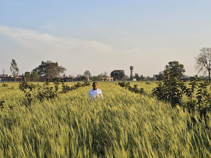 Dhan Rice 1509 by Meghpal Rana - SOUL SOCIETY FOR ORGANIC FARMING