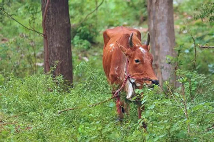 Panchmahabhoot Purn Desi Forest grazing Cow Kanda For Agnihotra