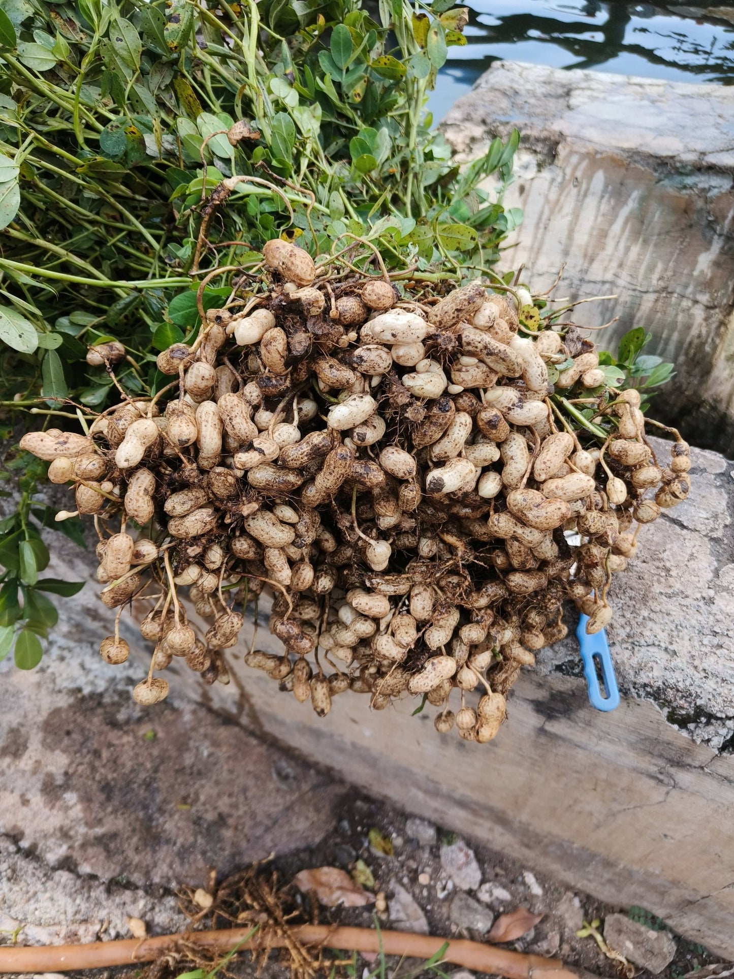Groundnut Oil | Organically Grown | Cold Pressed | High in Oleic Acid by Dilip Ribadiya - SOUL SOCIETY FOR ORGANIC FARMING