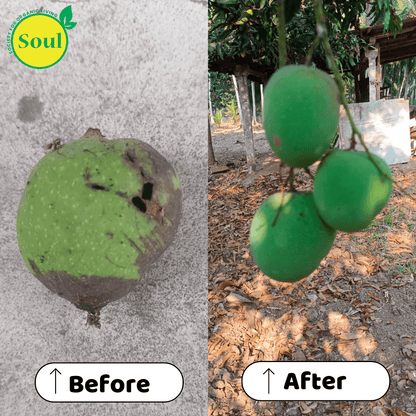 Nano Silver AG+ | Control for Bacterial and Viral Diseases (Blight, Leaf Curl, CMV) & Fungal Infections (Phytophthora, Fusarium, Root Rot) - SOUL SOCIETY FOR ORGANIC FARMING