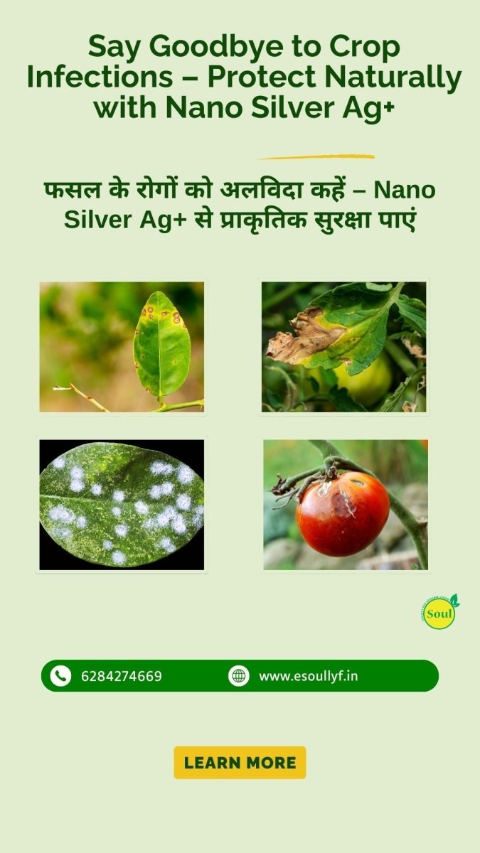 Nano Silver AG+ | Control for Bacterial and Viral Diseases (Blight, Leaf Curl, CMV) & Fungal Infections (Phytophthora, Fusarium, Root Rot) - SOUL SOCIETY FOR ORGANIC FARMING