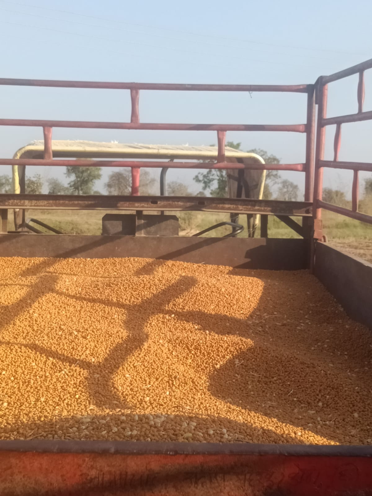 Organic Chole | Chickpea - Desi Daftari 21 by Gajanan Kashiram - SOUL SOCIETY FOR ORGANIC FARMING