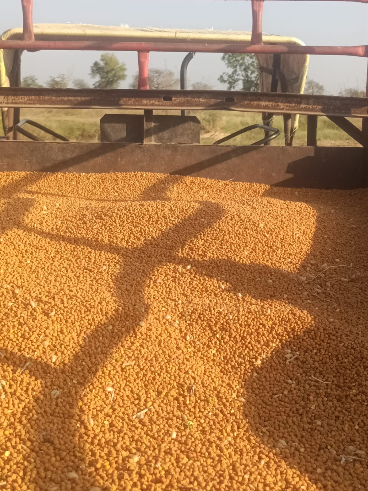Organic Chole | Chickpea - Desi Daftari 21 by Gajanan Kashiram - SOUL SOCIETY FOR ORGANIC FARMING